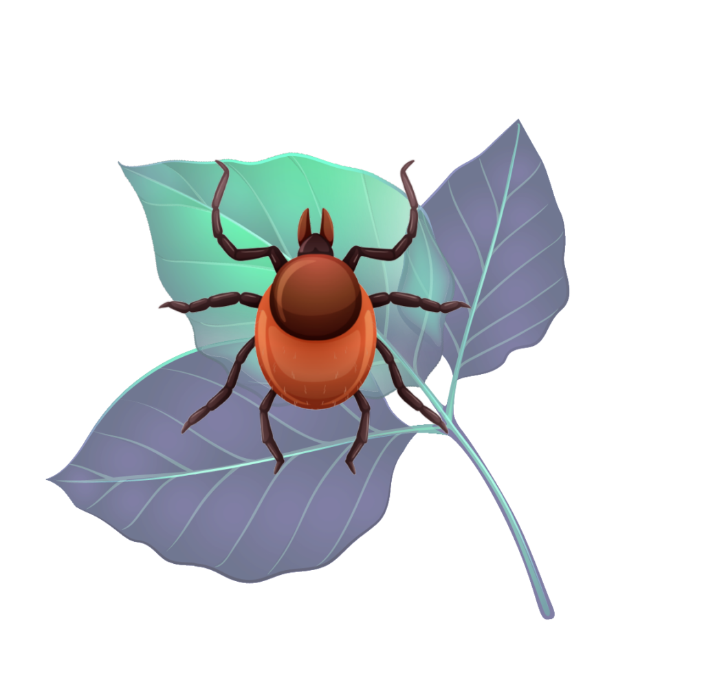 Lyme Disease