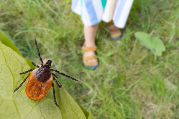 Lyme Disease