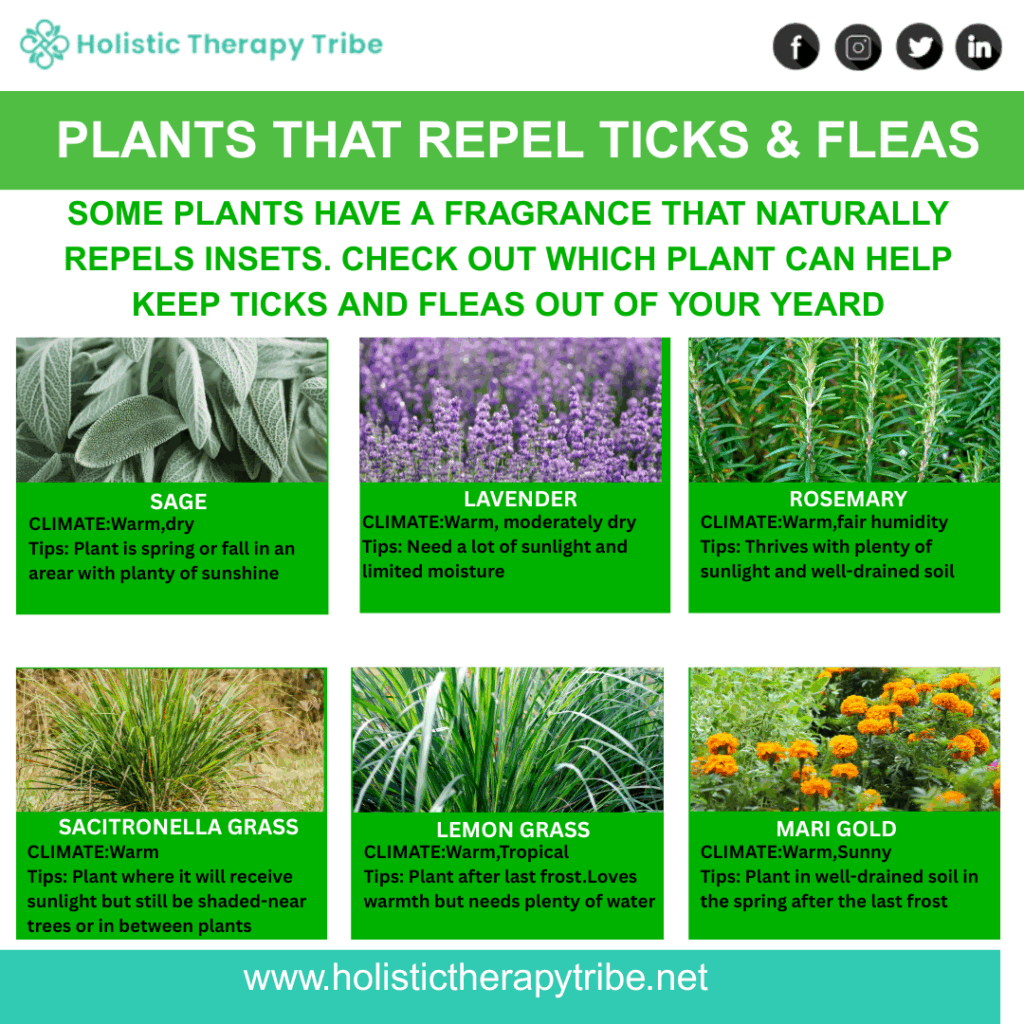 Best plants for tick prevention