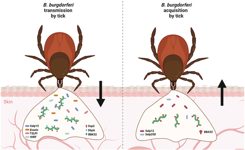 Borrelia burgdorferi cause infection in humans