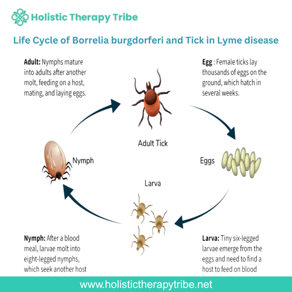 Life Cycle of Borrelia burgdorferi in Lyme disease