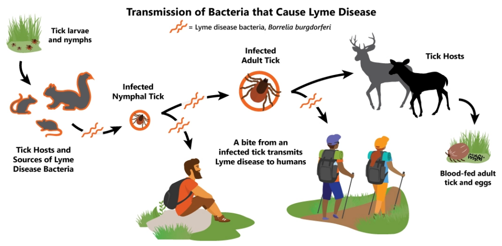 Transmission of borrelia burgdorferi bacteria to human