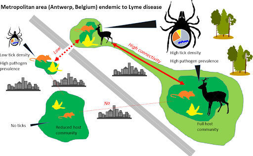 landscaping affect tick control