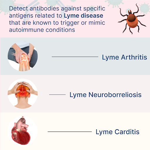 Common Autoimmune Effects of Lyme Disease