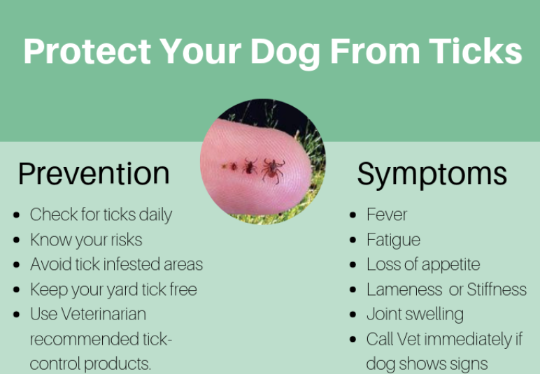 How can Lyme disease be prevented in pets