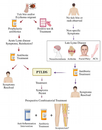 Lyme Disease Fatigue Symptoms
