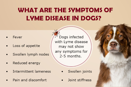 Lyme disease symptoms in pets