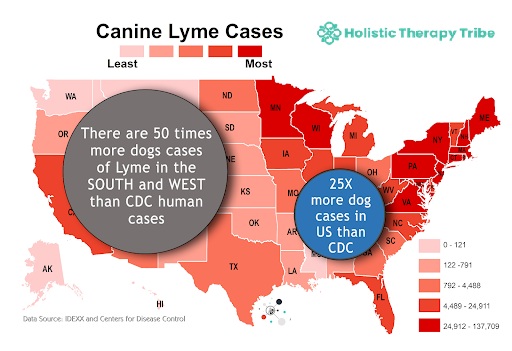 cannine-lyme-case