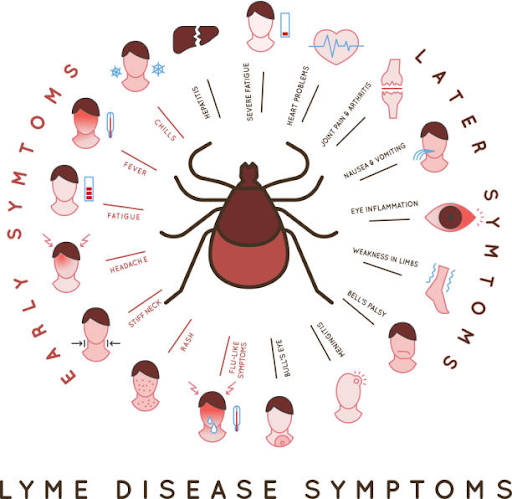 Early signs of Lyme disease infographic showing fatigue, fever, rash, headache, and joint pain symptoms after tick bites