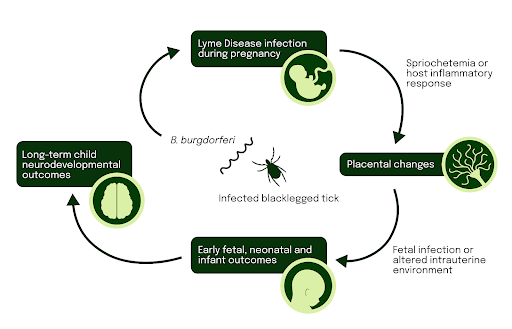 lyme-disease-treatment-during-pregnancy