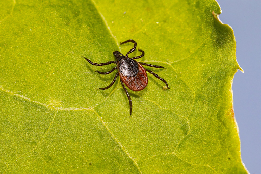 Tick insect illustration representing Lyme disease transmission through infected blacklegged tick bites
