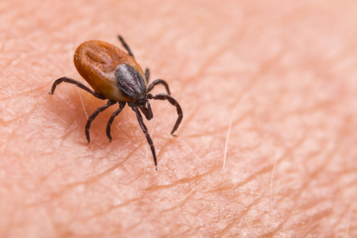 Illustration of a blacklegged tick (deer tick) responsible for transmitting Lyme disease through infected tick bites