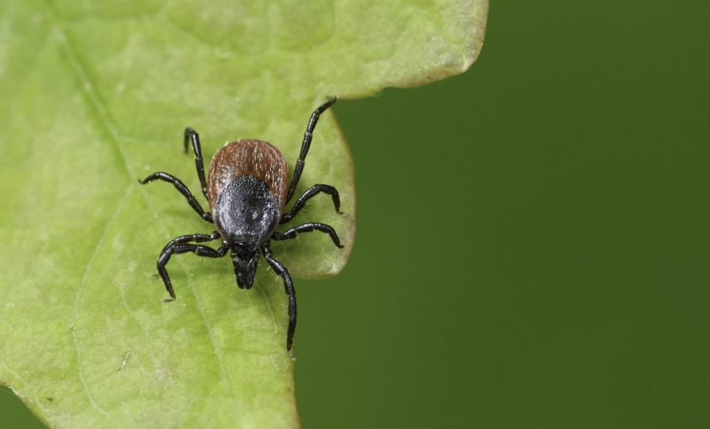 Close-up illustration of a blacklegged tick (deer tick) associated with Lyme disease transmission in humans