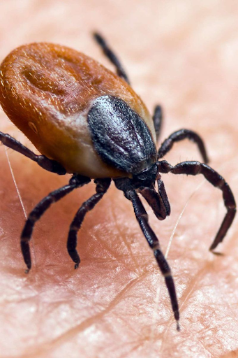 Tick responsible for spreading Lyme disease through bite transmission