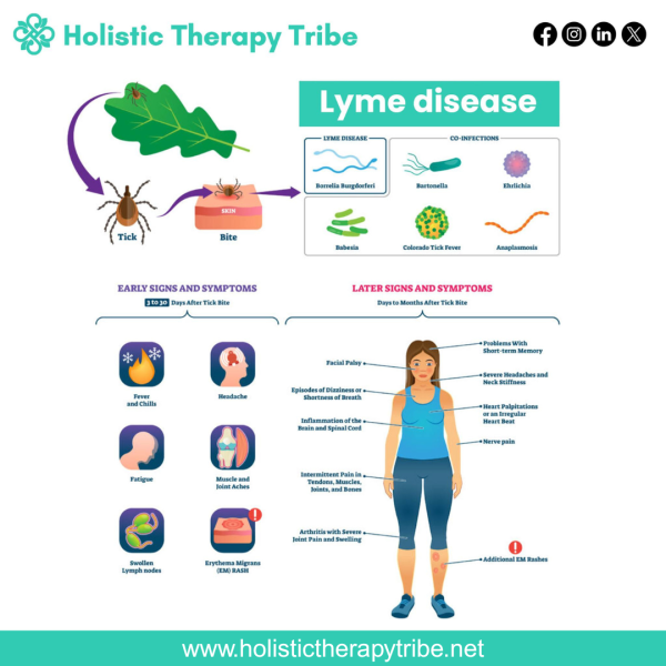 Understanding lyme disease and Symptoms Understanding lyme disease
